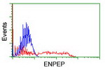 ENPEP Antibody in Flow Cytometry (Flow)