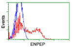 ENPEP Antibody in Flow Cytometry (Flow)