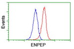 ENPEP Antibody in Flow Cytometry (Flow)
