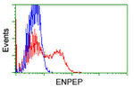ENPEP Antibody in Flow Cytometry (Flow)