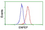 ENPEP Antibody in Flow Cytometry (Flow)