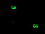 ENPEP Antibody in Immunocytochemistry (ICC/IF)