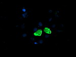 ENPEP Antibody in Immunocytochemistry (ICC/IF)