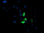 ENPEP Antibody in Immunocytochemistry (ICC/IF)