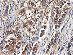 ENPEP Antibody in Immunohistochemistry (Paraffin) (IHC (P))