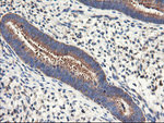 ENPEP Antibody in Immunohistochemistry (Paraffin) (IHC (P))