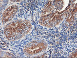 ENPEP Antibody in Immunohistochemistry (Paraffin) (IHC (P))