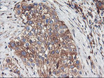 ENPEP Antibody in Immunohistochemistry (Paraffin) (IHC (P))