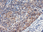 ENPEP Antibody in Immunohistochemistry (Paraffin) (IHC (P))