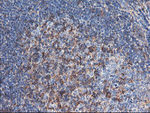ENPEP Antibody in Immunohistochemistry (Paraffin) (IHC (P))
