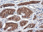 ENPEP Antibody in Immunohistochemistry (Paraffin) (IHC (P))