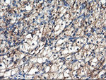 ENPEP Antibody in Immunohistochemistry (Paraffin) (IHC (P))