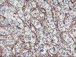ENPEP Antibody in Immunohistochemistry (Paraffin) (IHC (P))