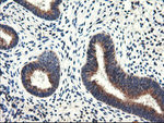 ENPEP Antibody in Immunohistochemistry (Paraffin) (IHC (P))
