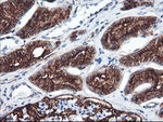 ENPEP Antibody in Immunohistochemistry (Paraffin) (IHC (P))