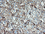 ENPEP Antibody in Immunohistochemistry (Paraffin) (IHC (P))