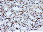 ENPEP Antibody in Immunohistochemistry (Paraffin) (IHC (P))