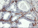 ENPEP Antibody in Immunohistochemistry (Paraffin) (IHC (P))