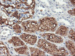 ENPEP Antibody in Immunohistochemistry (Paraffin) (IHC (P))
