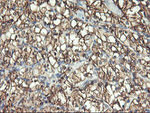 ENPEP Antibody in Immunohistochemistry (Paraffin) (IHC (P))