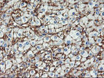 ENPEP Antibody in Immunohistochemistry (Paraffin) (IHC (P))