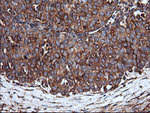 ENPEP Antibody in Immunohistochemistry (Paraffin) (IHC (P))