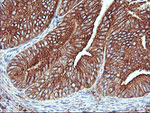 ENPEP Antibody in Immunohistochemistry (Paraffin) (IHC (P))