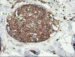 ENPEP Antibody in Immunohistochemistry (Paraffin) (IHC (P))