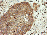 ENPEP Antibody in Immunohistochemistry (Paraffin) (IHC (P))
