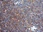 ENPEP Antibody in Immunohistochemistry (Paraffin) (IHC (P))