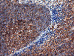 ENPEP Antibody in Immunohistochemistry (Paraffin) (IHC (P))