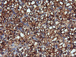 ENPEP Antibody in Immunohistochemistry (Paraffin) (IHC (P))