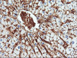 ENPEP Antibody in Immunohistochemistry (Paraffin) (IHC (P))