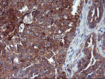 ENPEP Antibody in Immunohistochemistry (Paraffin) (IHC (P))