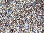 ENPEP Antibody in Immunohistochemistry (Paraffin) (IHC (P))