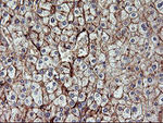 ENPEP Antibody in Immunohistochemistry (Paraffin) (IHC (P))