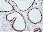 ENPEP Antibody in Immunohistochemistry (Paraffin) (IHC (P))