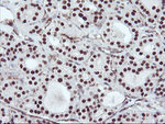 ENPEP Antibody in Immunohistochemistry (Paraffin) (IHC (P))