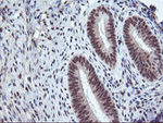 ENPEP Antibody in Immunohistochemistry (Paraffin) (IHC (P))