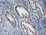 ENPEP Antibody in Immunohistochemistry (Paraffin) (IHC (P))