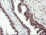 ENPEP Antibody in Immunohistochemistry (Paraffin) (IHC (P))