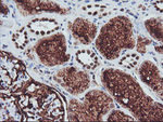 ENPEP Antibody in Immunohistochemistry (Paraffin) (IHC (P))