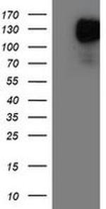 ENPEP Antibody in Western Blot (WB)