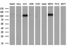 ENPEP Antibody in Western Blot (WB)