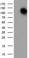 ENPEP Antibody in Western Blot (WB)