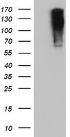 ENPEP Antibody in Western Blot (WB)