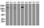ENPEP Antibody in Western Blot (WB)