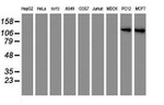 ENPEP Antibody in Western Blot (WB)