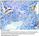 SLC29A3 Polyclonal Antibody