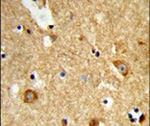 ENTPD2 Antibody in Immunohistochemistry (IHC)